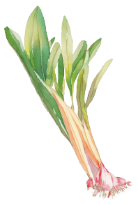 行者にんにくイラスト1