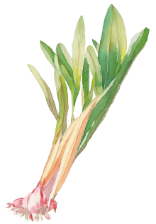 行者にんにくイラスト1