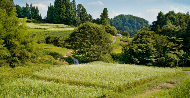 おやき村夏の風景