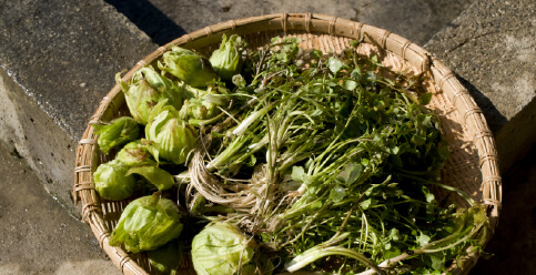 ふきのとう・野草収穫