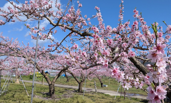信州長野小川の庄縄文おやき村小川村近隣川中島桃の花