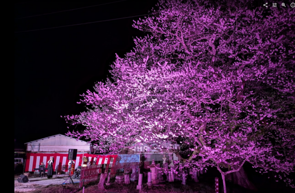 信州長野小川の庄縄文おやき村小川村立屋さくらまつり
