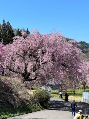 番所の桜